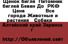 Щенок бигля. Питомник биглей Беван-До (РКФ) › Цена ­ 20 000 - Все города Животные и растения » Собаки   . Алтайский край,Заринск г.